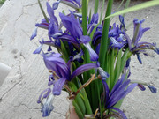 DSC_1590.jpg