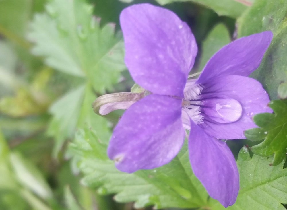 [Image: y20180413_110135.jpg]