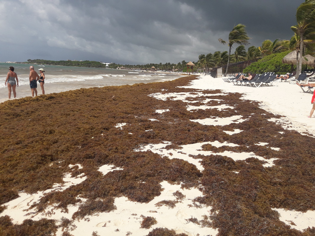 Archivo 09/10/2018 - Algas en las playas de Riviera Maya (México) - Foro Riviera Maya y Caribe Mexicano