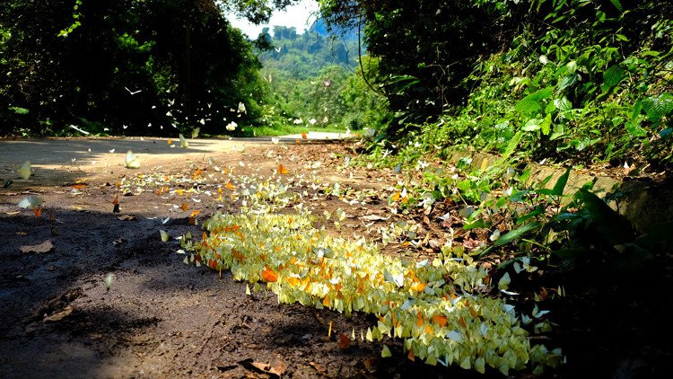 [Image: buom-o-rung-cuc-phuong-1.jpg]