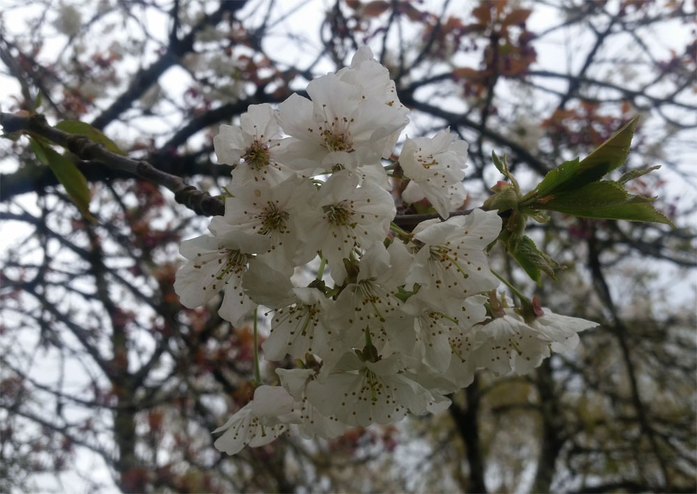 [Image: y20180413_105040.jpg]