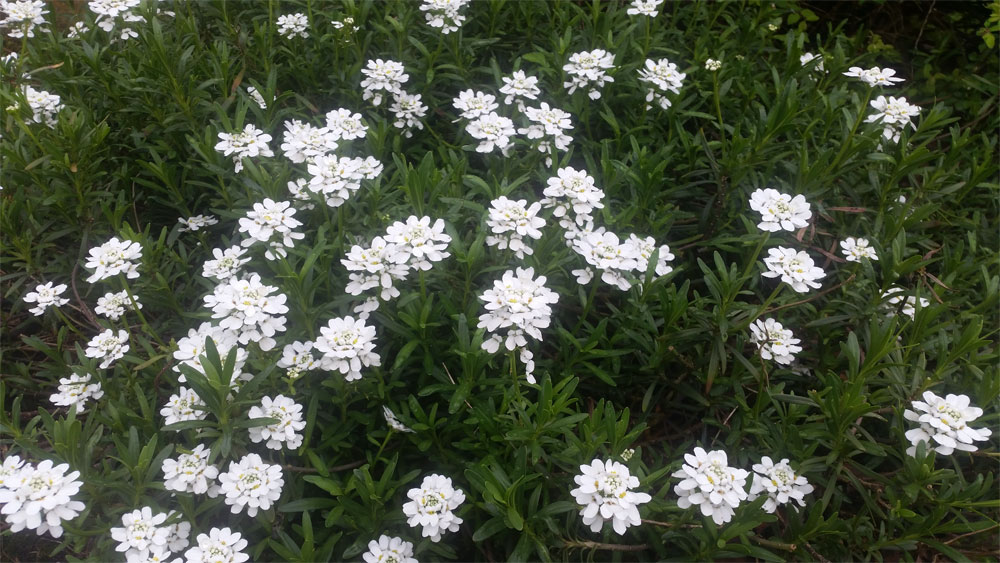 [Image: y20180413_105947.jpg]