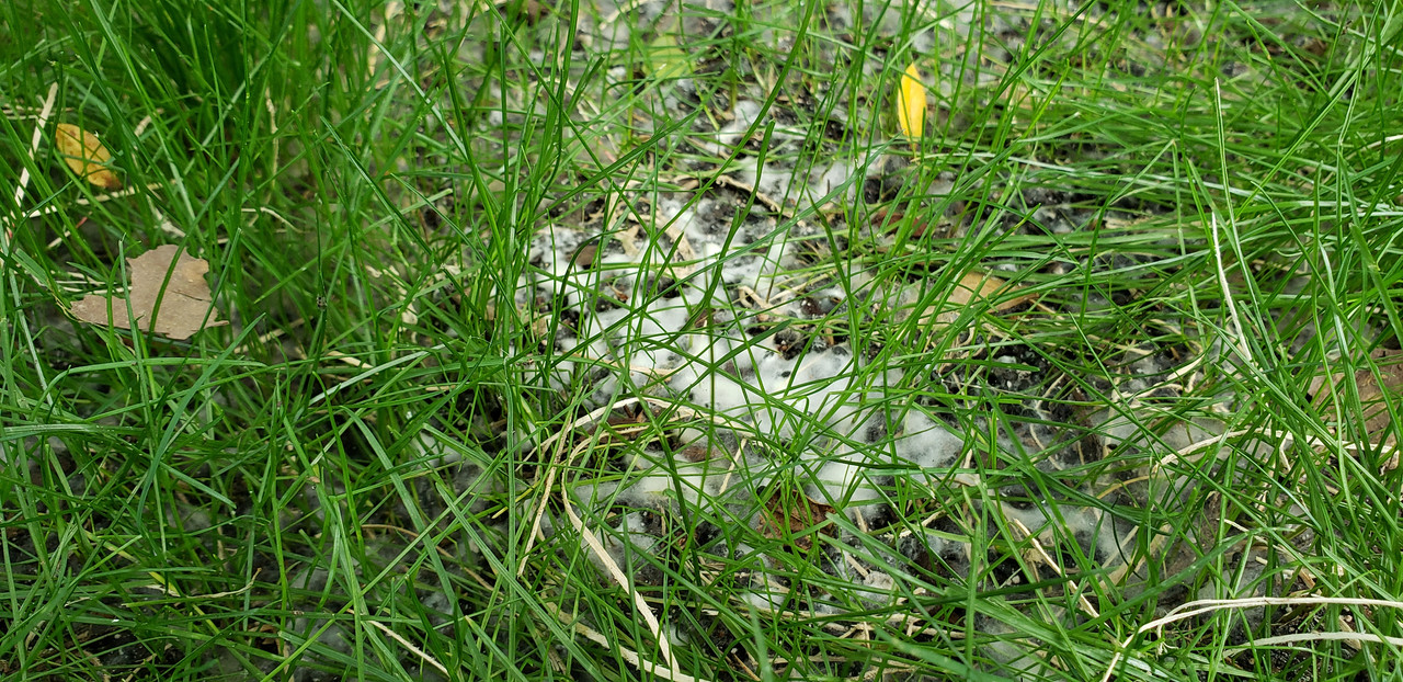 White Cotton Like Fungus On Lawn