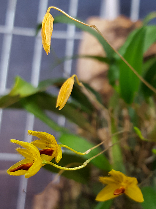 Bulbophyllum_aestivale_fiore