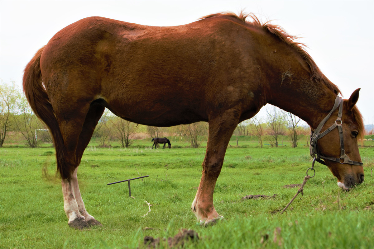 Лошадки 1 5. Карабаирская порода лошадей. Карабайыр лошадь. Лошадь на двух ногах. Конь большой и маленький.