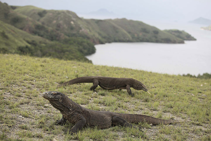 [Image: komodo.jpg]