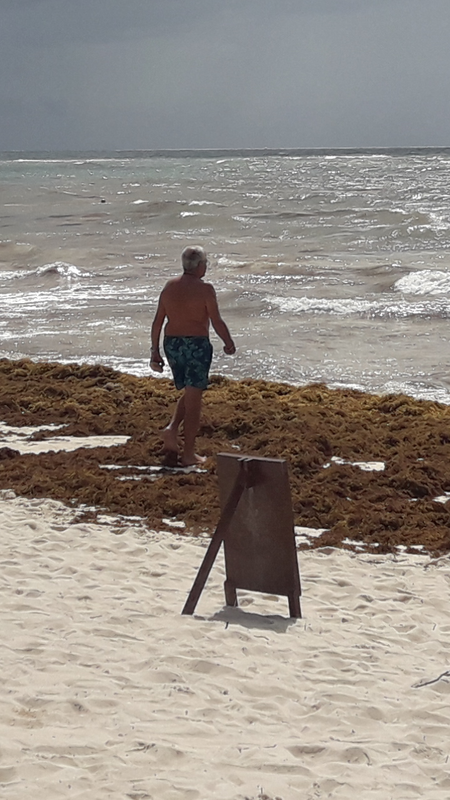 Archivo 09/10/2018 - Algas en las playas de Riviera Maya (México) - Foro Riviera Maya y Caribe Mexicano