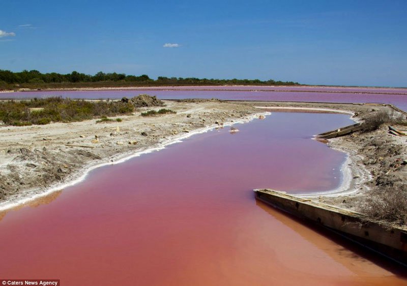 [Image: Camargue2.jpg]