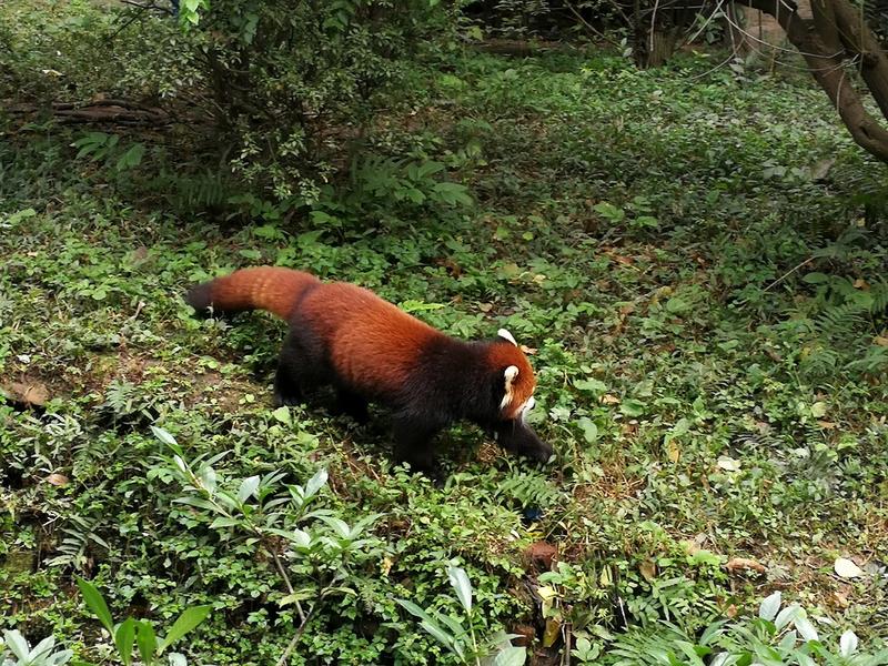 Osas pandas en Chengdú y camino a Fenghuang - China de Oeste a Este (10)