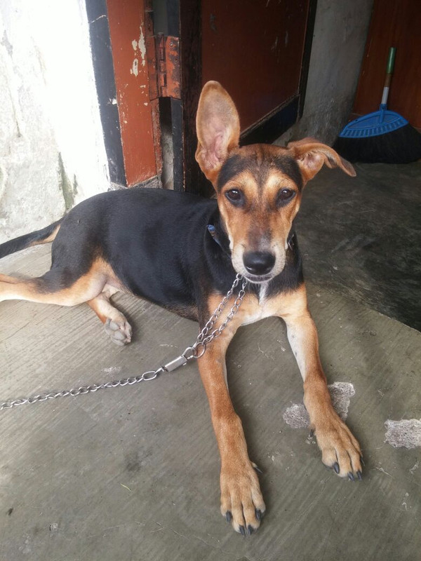 Info donk, Ada yang tau gak ni anjing jenis apa ?