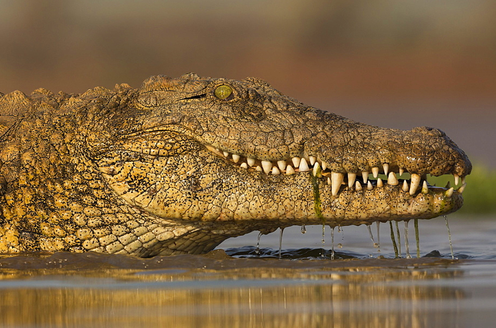 Crocodile Safari Expeditions in Tanzania