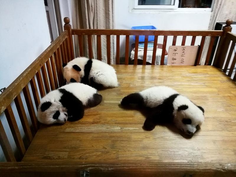 Osas pandas en Chengdú y camino a Fenghuang - China de Oeste a Este (9)