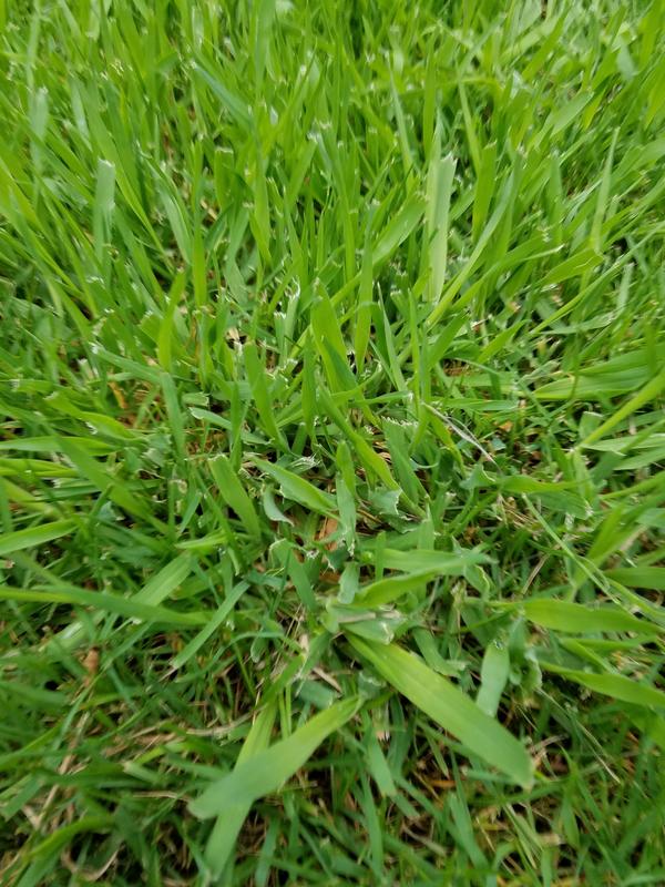 Weed Identification - Please Help | Lawn Care Forum