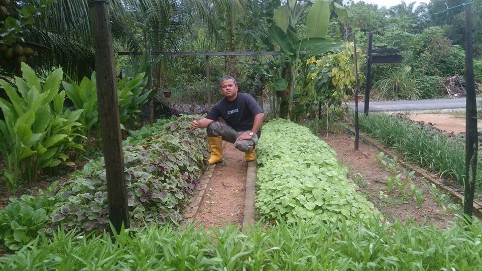 Kitchen Garden Oleh Pesara Tentera Laut Di Rumahnya Lekir, Perak