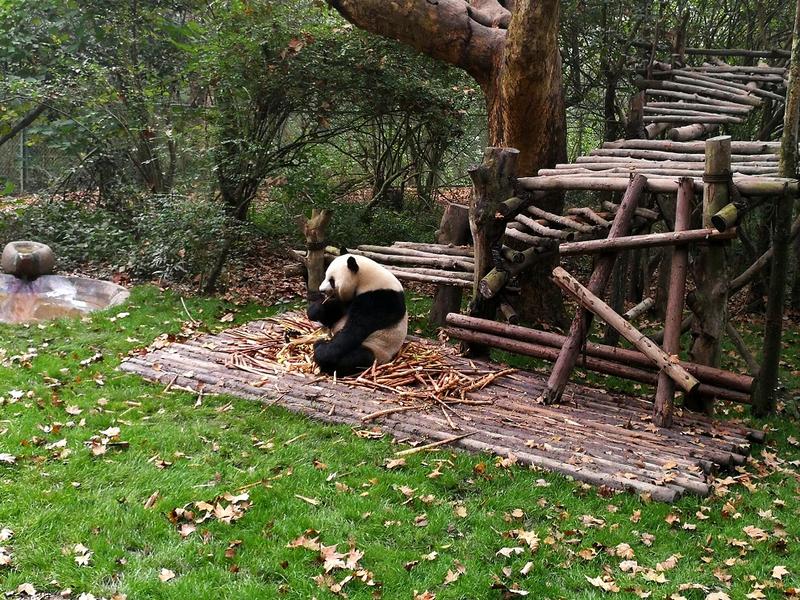 Osas pandas en Chengdú y camino a Fenghuang - China de Oeste a Este (8)