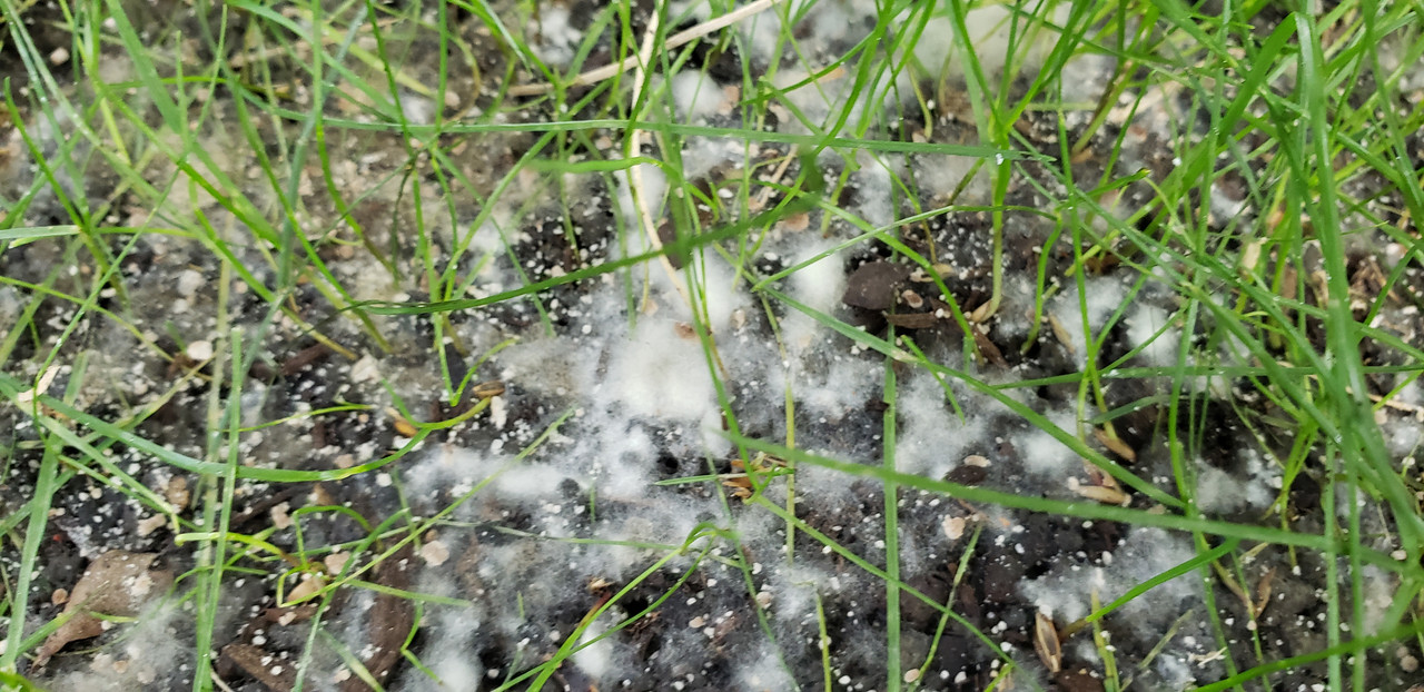 killing white mold on seedlings soil