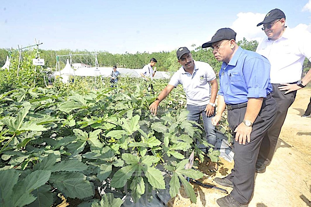 Pusat R&D Biji Benih Sauk, Perak Terbesar Di Asia Tenggara