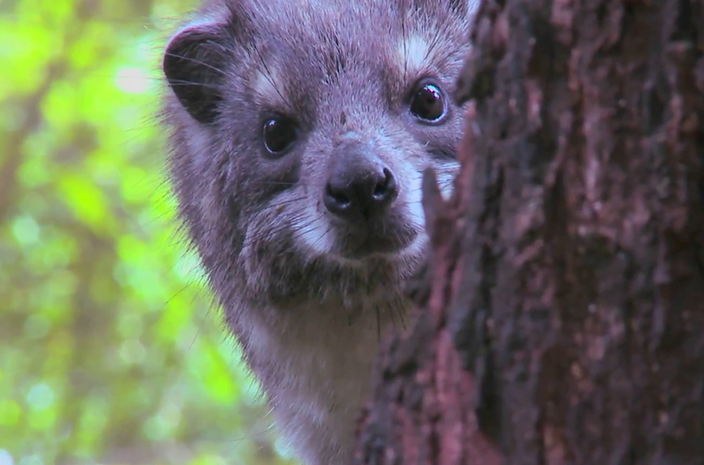 Hyrax Safari Tours in Tanzania