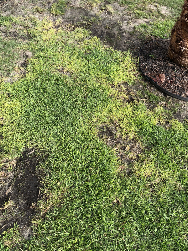 Palmetto St Augustine Grass Need Help The Lawn Forum