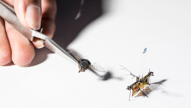 robofly-2.jpg